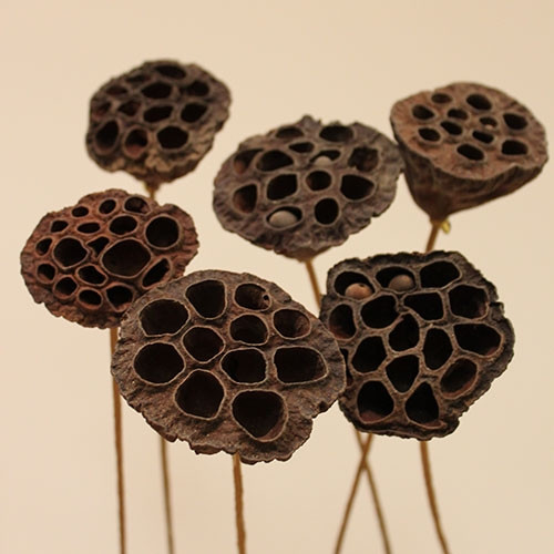 Lotus Pod on Stem-Small (12-pack)