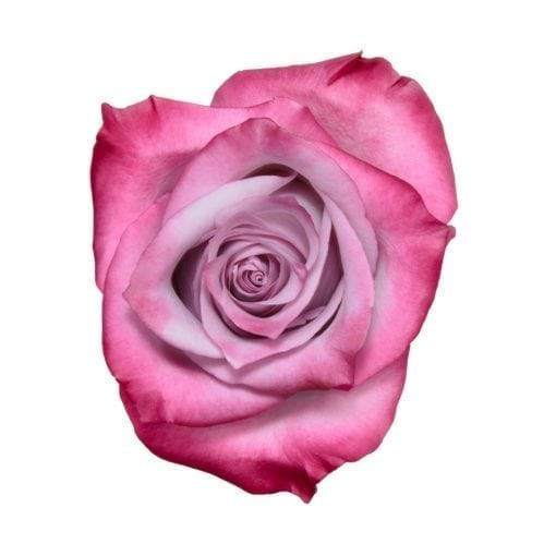 This rose Is deep purple color, with lavender hues.  This rose is packed 25 stems to a bunch.