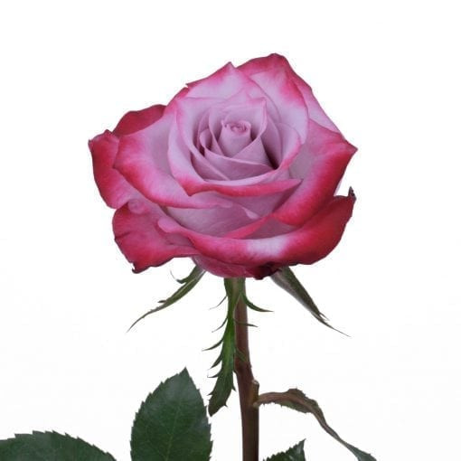 Deep Purple Rose