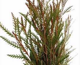 which look more like woody barbs from a distance; the stems range from dusty green to russet red, and occasionally even features a silvery sheen.