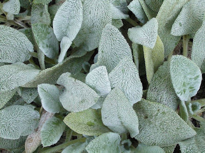 Lamb's Ear