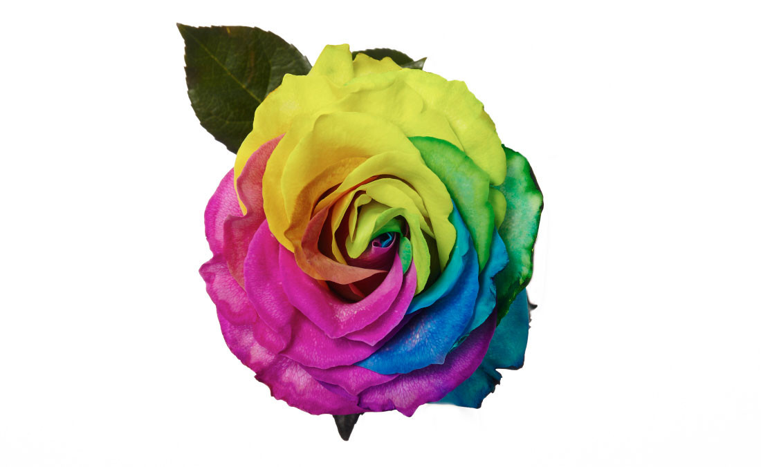 The rainbow rose is a rose that has had its petals artificially coloured.  These roses are packed 25.