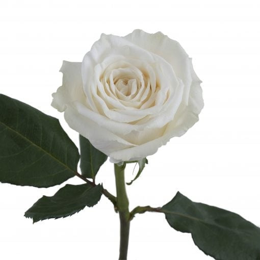 Playa Blanca - Garden Rose