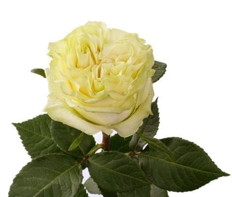 Moonstone - Garden Rose