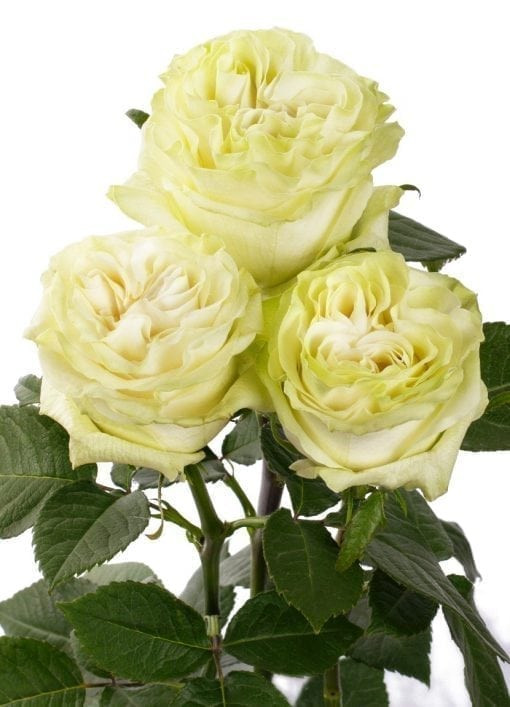 Moonstone - Garden Rose