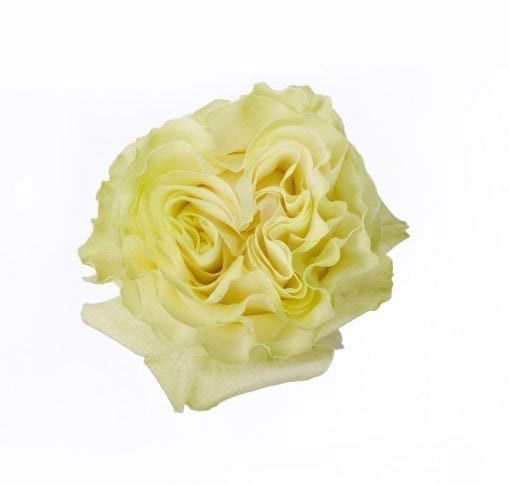 Moonstone - Garden Rose