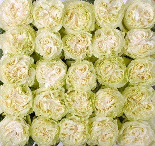 Moonstone - Garden Rose