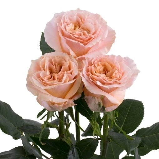 Rose Shimmer