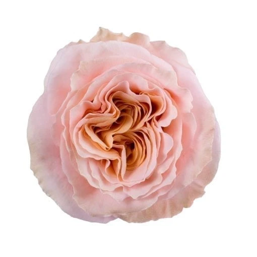 Rose Shimmer