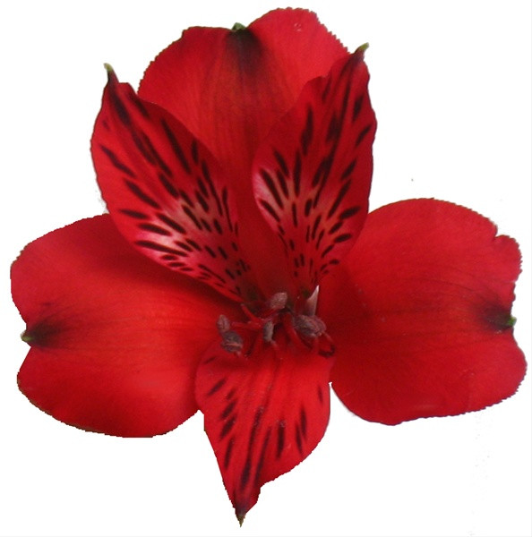 24-30 inches tall
Alstroemeria is an extremely long lasting cut flower (12 to18 days).
Purchase only from farms who post harvest treat the flowers with flower preservatives for premature yellowing of foliage.
New premium varieties have better flower structure, bloom size and interesting colors. 
Common name for Alstroemeria is "Peruvian Lily"