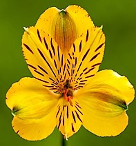 24-30 inches tall
Alstroemaria is an extremely long lasting cut flower (12 to18 days).
Purchase only from farms who post harvest treat the flowers with flower preservatives for premature yellowing of foliage.
New premium varieties have better flower structure, bloom size and interesting colors. 
Common name for Alstroemaria is "Peruvian Lily"