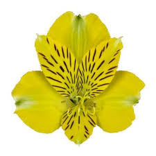 24-30 inches tall
Alstroemaria is an extremely long lasting cut flower (12 to18 days).
Purchase only from farms who post harvest treat the flowers with flower preservatives for premature yellowing of foliage.
New premium varieties have better flower structure, bloom size and interesting colors. 
Common name for Alstroemaria is "Peruvian Lily"