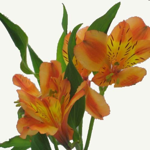 Alstroemaria - Orange Queen