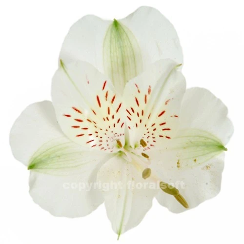 24-30 inches tall
Alstroemaria is an extremely long lasting cut flower (12 to18 days).
Purchase only from farms who post harvest treat the flowers with flower preservatives for premature yellowing of foliage.
New premium varieties have better flower structure, bloom size and interesting colors. 
Common name for Alstroemaria is "Peruvian Lily"