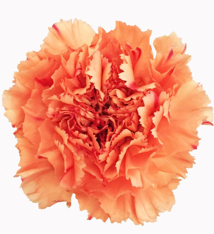 Color:  Orange
Large flowers, “Open Cut” ready for immediate conditioning and use
Consistent flower size and cut stage in each bunch
Strong, straight, thick stems for quality and easy designing
25-stem bunches
Grade selection: Select 70 cm 
