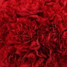 Carnation -Red