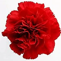 Color: Red
Large flowers, “Open Cut” ready for immediate conditioning and use
Consistent flower size and cut stage in each bunch
Strong, straight, thick stems for quality and easy designing
25-stem bunches
Grade selection: Select 70 cm