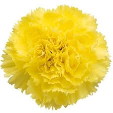 Carnation -Yellow