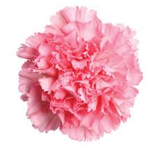Carnation- Pink