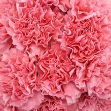 Color: Pink
Large flowers, “Open Cut” ready for immediate conditioning and use
Consistent flower size and cut stage in each bunch
Strong, straight, thick stems for quality and easy designing
25-stem bunches
Grade selection: Select 70 cm