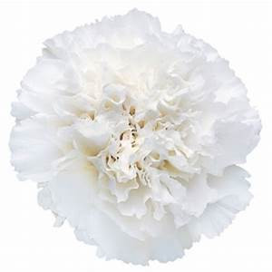 Color: White
Large flowers, “Open Cut” ready for immediate conditioning and use
Consistent flower size and cut stage in each bunch
Strong, straight, thick stems for quality and easy designing
25-stem bunches
Grade selection: Select 70 cm