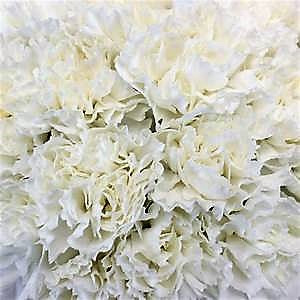 Carnation -White