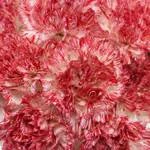 Carnation -Peppermint