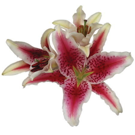 MeroStar or Stargazer Lily is one of the most stunning lily flowers as well as the most adored oriental lily for celebrations. This lily has an abundant fragrance, striking color and awe striking bloom. The Lily bloom has ruby freckles scattered through out the hot pink petal and the tips of the bloom is outlined in white. Stargazers have large and upward facing blooms. This lily has 1 bloom per stem and comes 10 stems to a bunch.