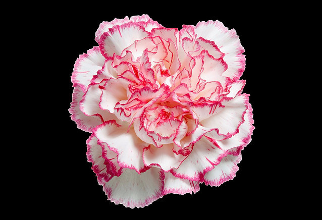  
•Color: Verigated Pink
•Large flowers, “Open Cut” ready for immediate conditioning and use
•Consistent flower size and cut stage in each bunch
•Strong, straight, thick stems for quality and easy designing
•25-stem bunches
•Grade selection: Select 70 cm
