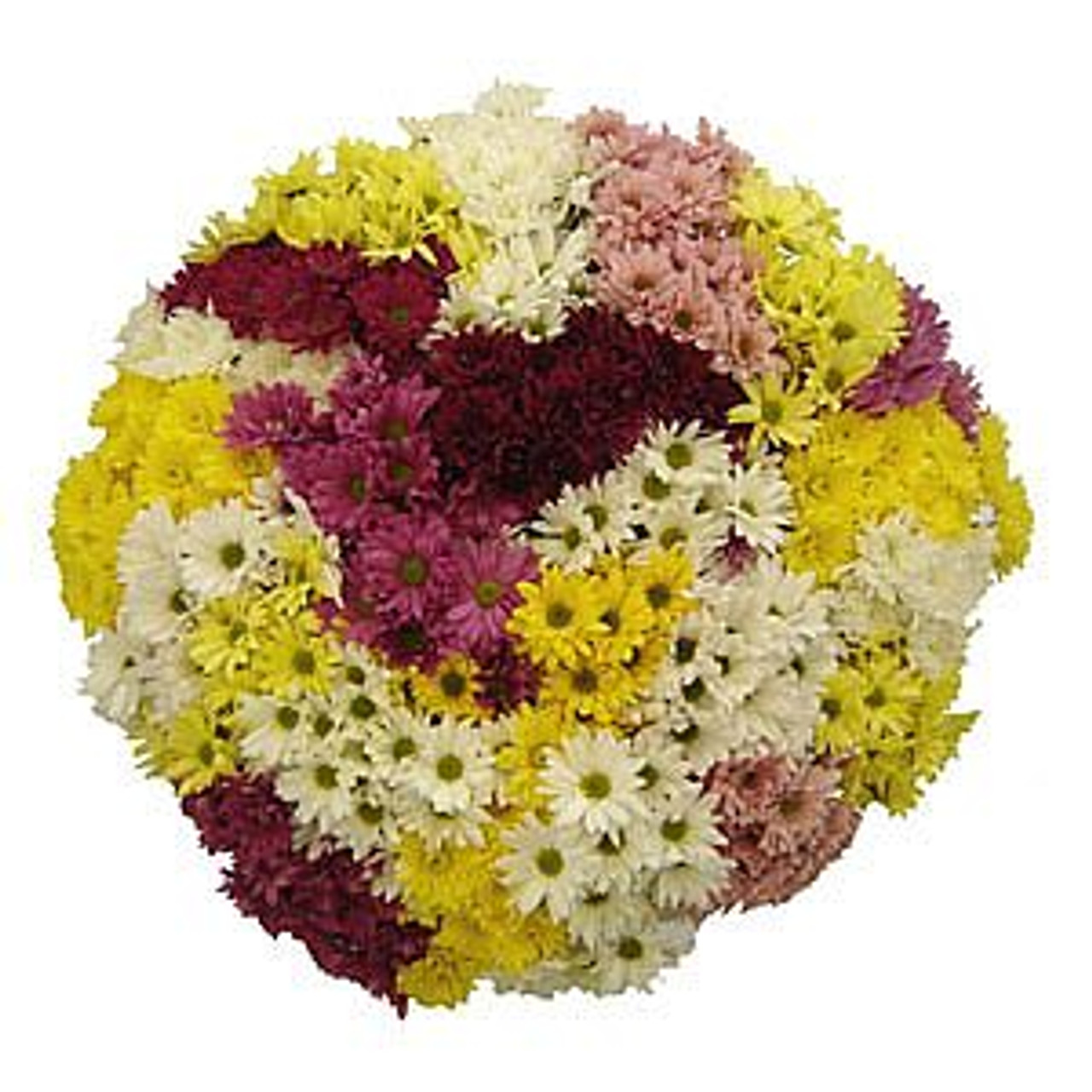 Cushion/Daisy/Novelty assorted Colors and varieties box of 12