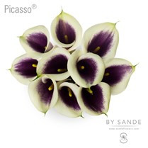 Picasso Mini calla lilies are small, trumpet-shaped blooms; they have one large petal, which tapers off and curls to one side.  Bunches of 10 stems.