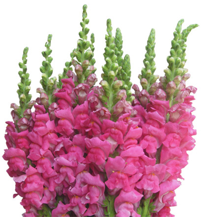 Snapdragon-Cherry Rose  Canadian #1
