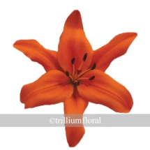 Orange  Asiatic Lily are strong, sturdy, inexpensive lily with no fragrance. Bunches are 10 stems.