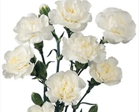 White Mini Carnation flowers are a traditional flower with several ruffled, ball-shaped blooms per stem. 