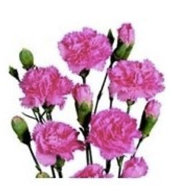 Hot Pink Mini Carnation flowers are a traditional flower with several ruffled, ball-shaped blooms per stem. 