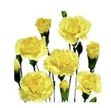 Mini carnation - yellow