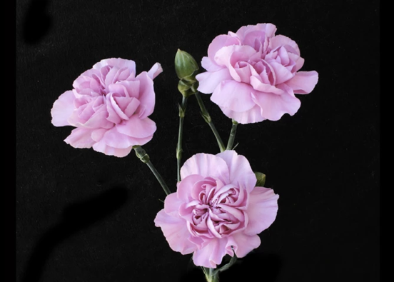 Lavender Mini Carnation flowers are a traditional flower with several ruffled, ball-shaped blooms per stem. 