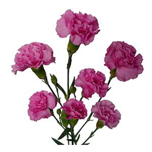 Mini Carnations - Lavender