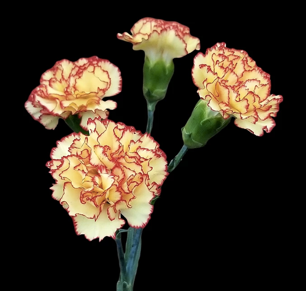 Novelty mini carnation flowers are a traditional flower with several ruffled, ball-shaped blooms per stem. 