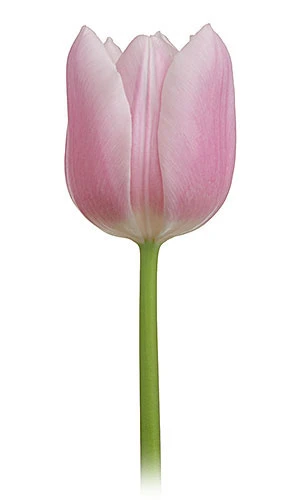 Tulips are tightly packed pedals that gradually open in layers to form a cup shape bloom. The sizes vary between 10-15 inches in height. 