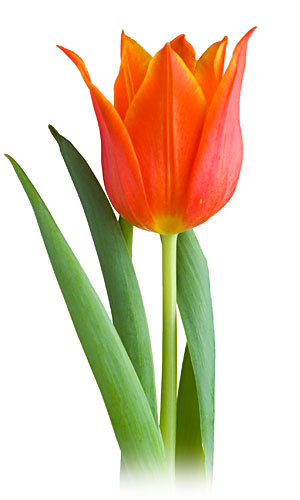 Tulips are tightly packed pedals that gradually open in layers to form a cup shape bloom. The sizes vary between 10-15 inches in height. 