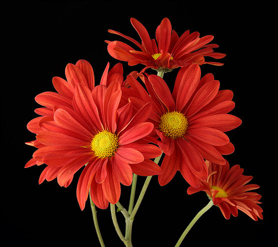 Atlantis Red Daisy packed in 7 stem bunches