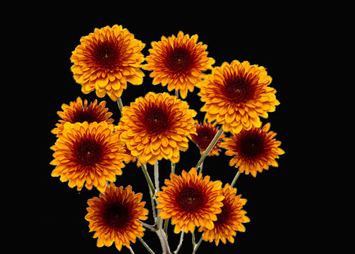 Bronze Button Pomp packed 7 stems per bunch