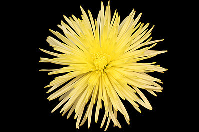 Fuji yellow Flower is the Dutch version of the standard Football Mum. It displays a starburst petals.  Bunch of 10 stems.