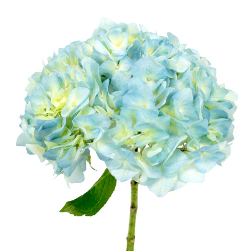 light blue  Hydrangea Flowers. Hydrangeas have small, clover-shaped blooms that form a large focal flower