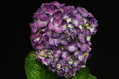 Jumbo Purple Hydrangea Flowers are 5-6 inches. Hydrangeas have small, clover-shaped blooms that form a large focal flower.