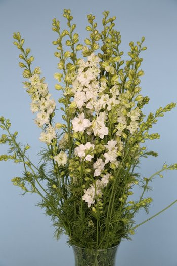 White Larkspur have long stems, which are covered in clusters of star-shaped blooms.  Bunch of 10 stems.