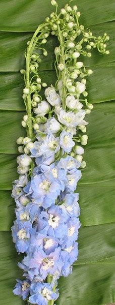 HYBRID Delphinium are  larger bloomed  and are double the petals.  Hybrid delphinium are typically packed 5 stems.