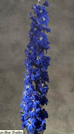 Dark Blue HYBRID Delphinium are  larger bloomed  and are double the petals.  Hybrid delphinium are typically packed 5 stems.