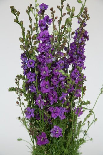 Purple Larkspur have long stems, which are covered in clusters of star-shaped blooms.